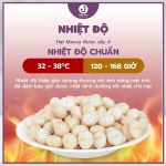 Hạt MACCA làm sữa hạt - NHÂN MACCA NGUYÊN SIZE LỚN >27MM, thơm béo - JUNG HẠT | 250g/500g