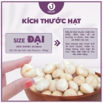 Hạt MACCA làm sữa hạt - NHÂN MACCA NGUYÊN SIZE LỚN >27MM, thơm béo - JUNG HẠT | 250g/500g