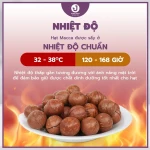 Hạt MACCA làm sữa hạt - MACCA NỨT VỎ thơm ngon, ăn liền tiện lợi - JUNG HẠT | 250g/500g